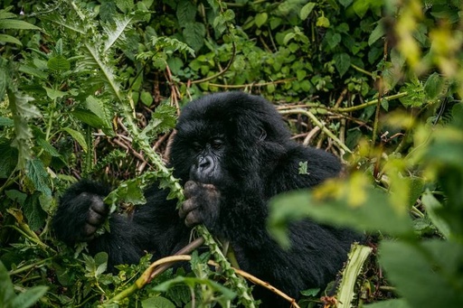 Volcanoes Gorilla Trekking Deluxe (Rwanda)