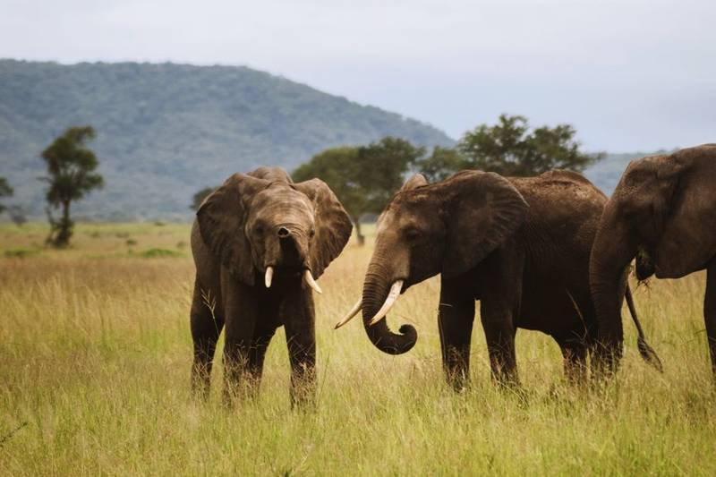 Akagera Big Five Safari Adventure