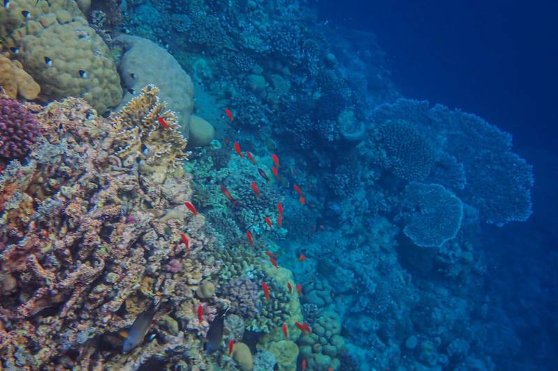 Sharm El Sheikh - Red Sea Diving Holiday